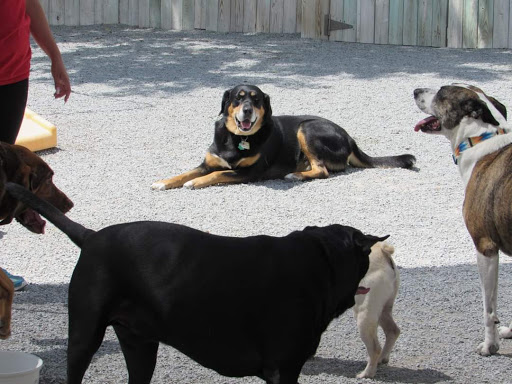 Kennel «Country Lane Pet Hotel & Pet Supplies», reviews and photos, 1075 3rd St, North Versailles, PA 15137, USA