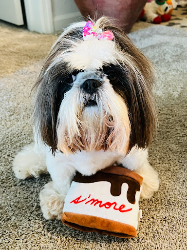 Pet Store «Pets Place Grooming», reviews and photos, 1272 SW California Blvd, Port St Lucie, FL 34953, USA