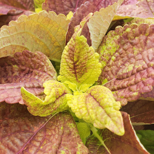 Plant Nursery «HOUSTON PLANTS & GARDEN WORLD», reviews and photos, 16726 North Fwy, Houston, TX 77090, USA