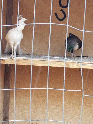 Zoo «Jr Pony Parties», reviews and photos, 1744 N Leonard Ln, Las Vegas, NV 89108, USA