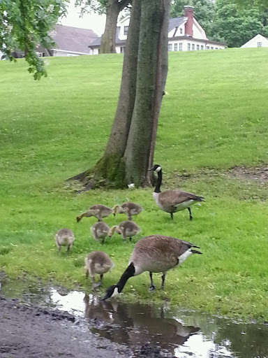 Golf Course «Fresh Pond Golf Course», reviews and photos, 691 Huron Ave, Cambridge, MA 02138, USA