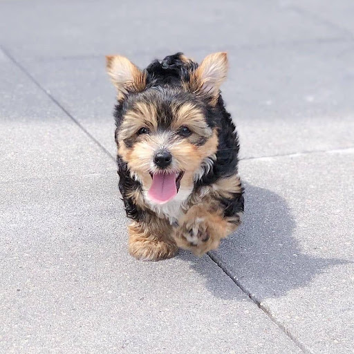 Yorkie Puppies For Sale In California