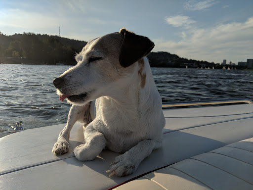 Pet Groomer «Happy Tails Pet Center», reviews and photos, 4370 SE King Rd Ste 260, Milwaukie, OR 97222, USA