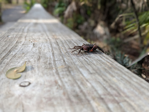 Park «Hammock Park», reviews and photos, 1945 San Mateo Dr, Dunedin, FL 34698, USA