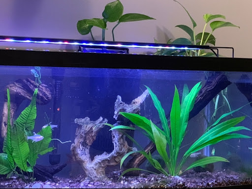 Aquarium «Old Orchard Aquarium», reviews and photos, 9235 Skokie Blvd, Skokie, IL 60077, USA