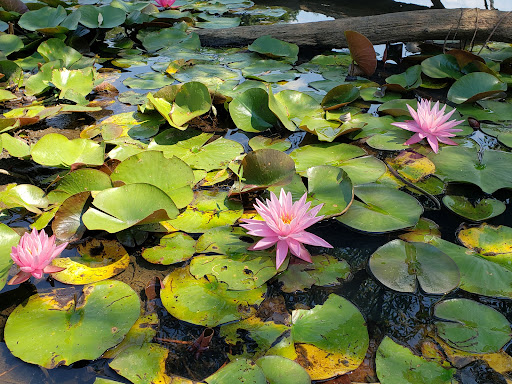 Nature Preserve «Reinstein Woods Nature Preserve», reviews and photos, 93 Honorine Dr, Depew, NY 14043, USA