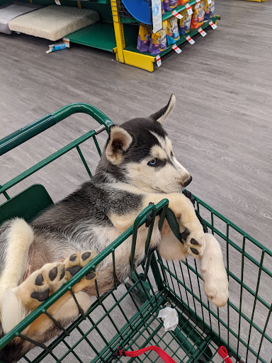 Pet Supply Store «Pet Supplies Plus», reviews and photos, 3100 Manchester Rd, Akron, OH 44319, USA