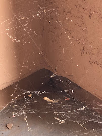 Defense Pest Control - Photo 8 - Car repair in Mesa, AZ, Mesa