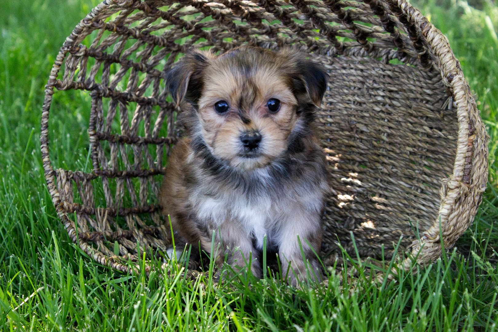 Country Acres Puppies