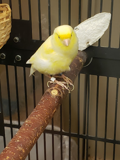 Pet Supply Store «PetSmart», reviews and photos, 6100 Arlington Blvd, Falls Church, VA 22044, USA