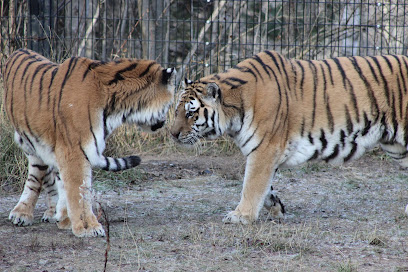 Amur Tiger Exhibit