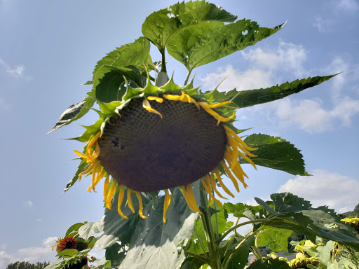 Tourist Attraction «Sunflower Maze», reviews and photos, South St, Middlefield, CT 06455, USA