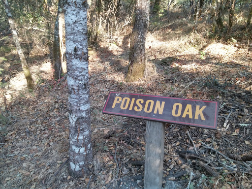 National Forest «Petrified Forest», reviews and photos