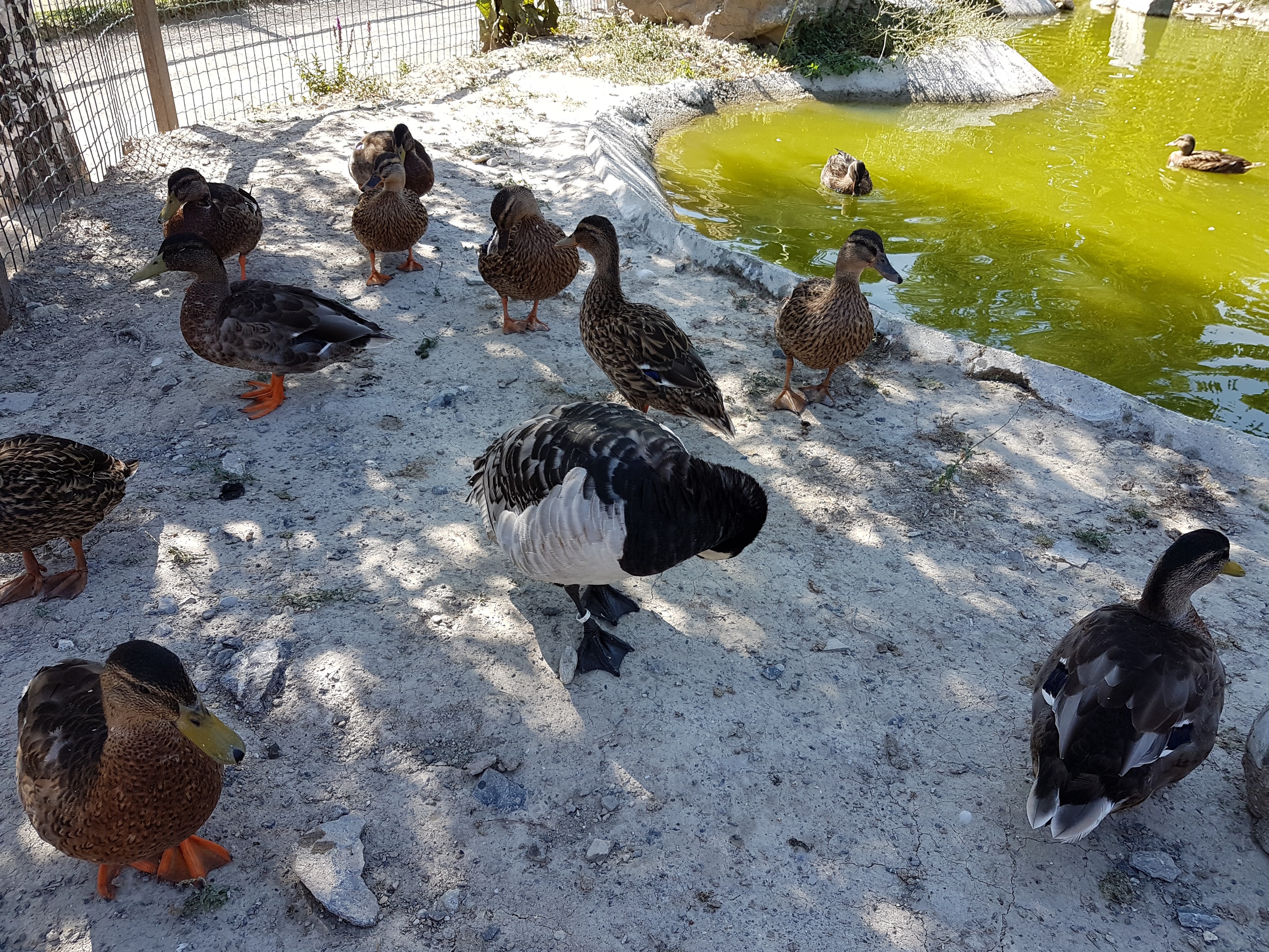 Photo n° 29 de l'avis de Romain.o fait le 17/08/2017 à 11:56