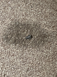 Steamy Concepts - Photo 7 - Car repair in Tucson, AZ, Tucson