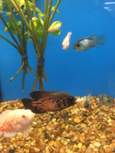 Pet Supply Store «Pet Supplies Plus», reviews and photos, 5708 State St, Saginaw, MI 48603, USA