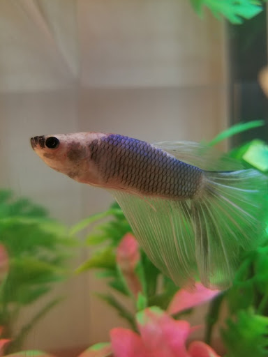 Pet Supply Store «Pet Supermarket», reviews and photos, 3316 Battleground Ave, Greensboro, NC 27410, USA