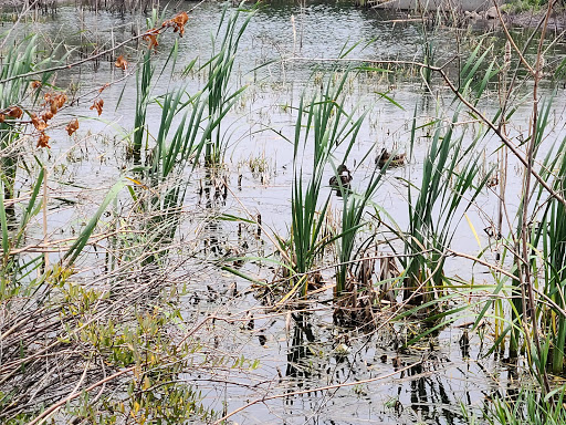 Nature Preserve «Swaner Preserve and EcoCenter», reviews and photos, 1258 Center Dr, Park City, UT 84098, USA