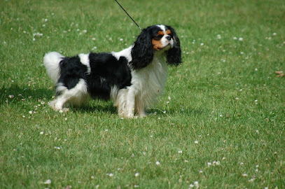 Chiots : Chihuahua - Dogue Allemand - Russkiy Toy - Cavaliers King Charles