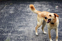 Brittney Allender Photography - Photo 8 - Car repair in , Galveston