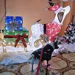 Photo n°24 de l'avis de Loni.c fait le 27/12/2023 à 15:36 sur le  Seminar -Urlaub - und Hunde Hotel Eulenhof à Gransdorf