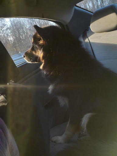 Pet Groomer «Belly scRubs Self Service Pet Wash», reviews and photos, 119 WV-34 #1, Hurricane, WV 25526, USA