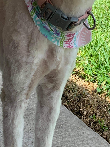 Critters Pet Grooming