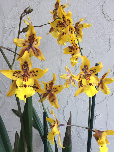 Wholesale Florist «Urban Jungle», reviews and photos, 2603 Sherman Ave NW, Washington, DC 20001, USA