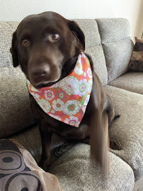 PetSmart - Photo 6 - Car repair in Salt Lake City, UT, Salt Lake City