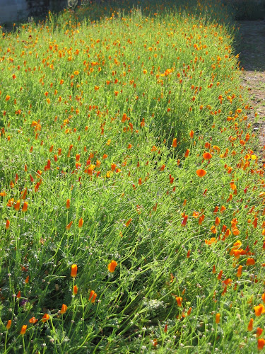 l'Orange Carré - Communication Eco-responsable à Saint-Étienne-de-Montluc