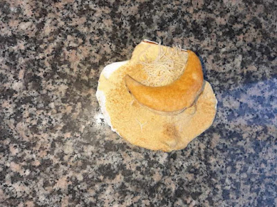 Morel à Fains-Véel
