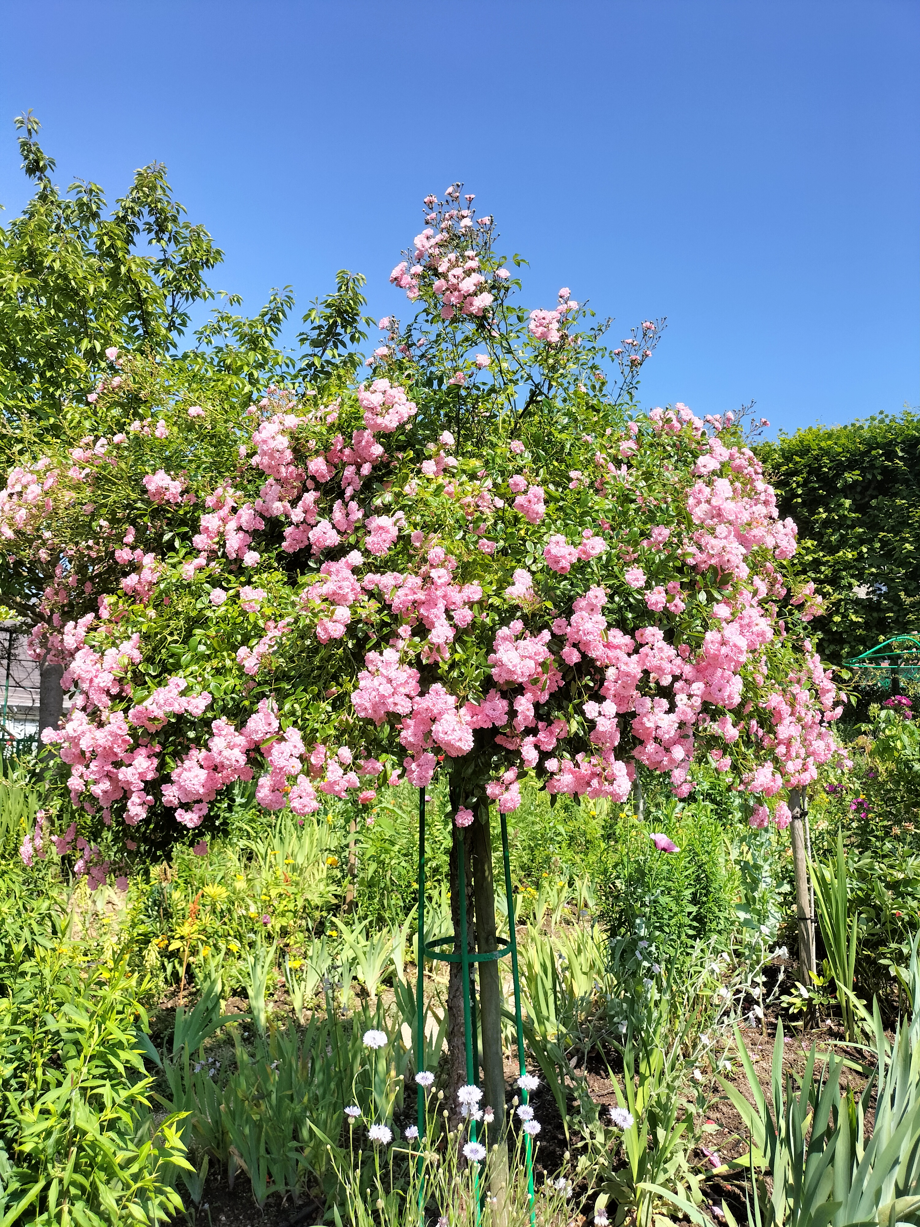 Photo n° 20 de l'avis de didier.e fait le 15/06/2023 à 13:38