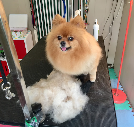 Sherlock's Small Dog Grooming