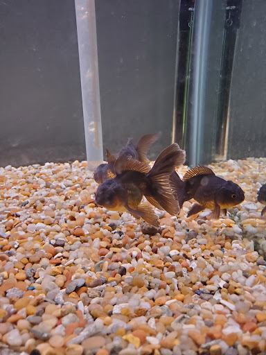Tropical Fish Store «Golden Fish Aquariums», reviews and photos, 7145 W Colfax Ave, Lakewood, CO 80214, USA