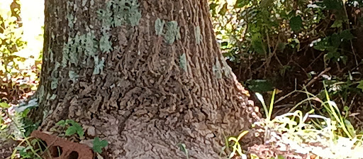 Golf Club «Monroe Golf and Country Club», reviews and photos, 1414 Alcovy St, Monroe, GA 30655, USA