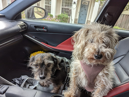 Beccas country pet grooming