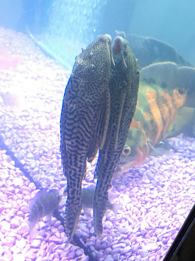 Pet Store «AquaVarium Pets And Supplies», reviews and photos, 95 W Bridge St, Catskill, NY 12414, USA