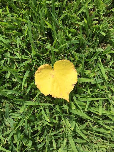 Florist «A New Leaf Flowers and Gifts», reviews and photos, 4106 Monona Dr, Madison, WI 53716, USA