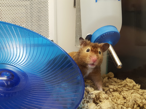 Pet Supply Store «Petco Animal Supplies», reviews and photos, 6137 Mid Rivers Mall Dr, St Charles, MO 63304, USA