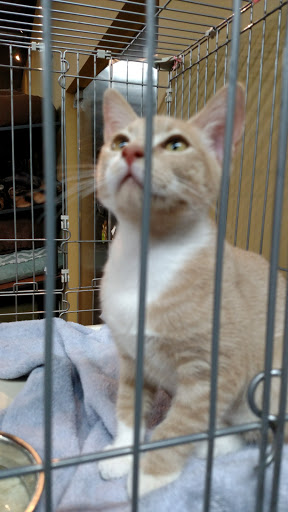 Pet Supply Store «Woodlands Pet Food & Treats», reviews and photos, 902 3rd St, San Rafael, CA 94901, USA