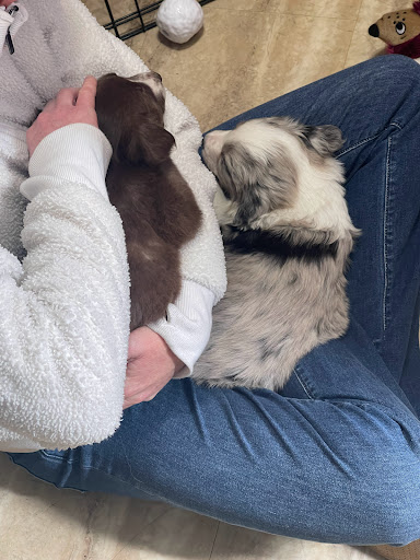 Pet Store «Animal House», reviews and photos, 7869 Hamilton Ave, Cincinnati, OH 45231, USA