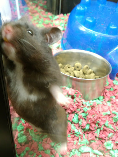 Pet Supply Store «PetSmart», reviews and photos, 24 Countryside Plaza, Countryside, IL 60525, USA