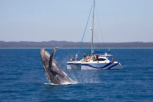 Blue Dolphin Marine Tours image