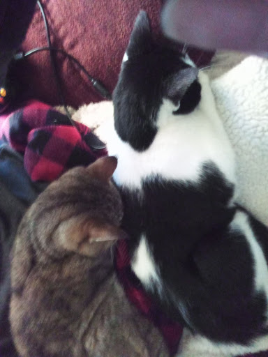 Pet Supply Store «Pet Supplies Plus», reviews and photos, 531 Monroe Ave, Rochester, NY 14607, USA