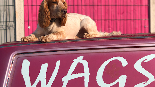 Wags Dog Care