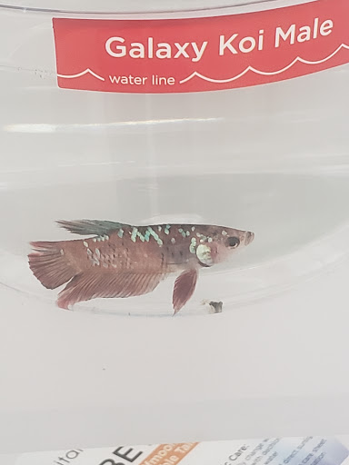 Pet Supply Store «Petco Animal Supplies», reviews and photos, 1963 S Hurstbourne Pkwy, Louisville, KY 40220, USA