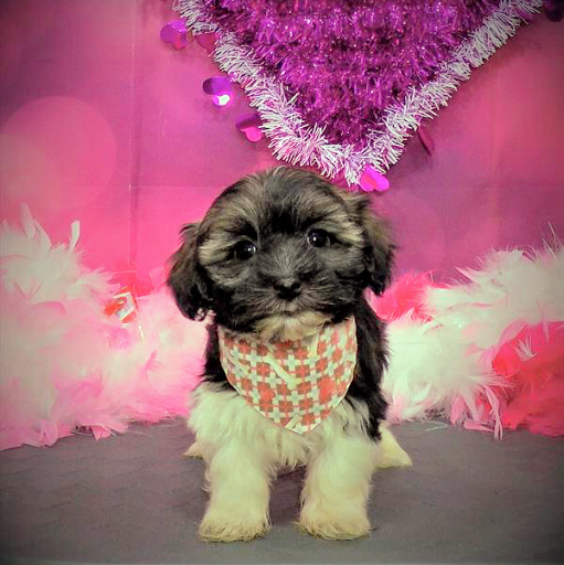 Pet Store «Pet Planet», reviews and photos, 11968 S Redwood Rd, Riverton, UT 84065, USA