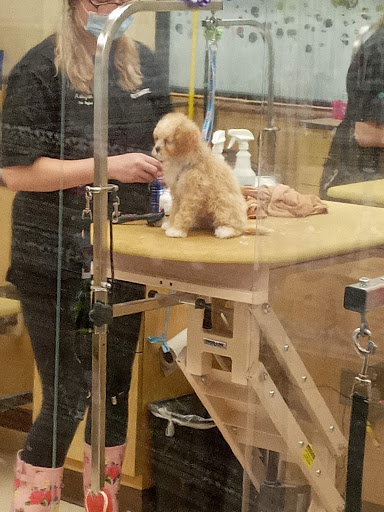 Pet Supply Store «PetSmart», reviews and photos, 1125 Quentin Rd, Lebanon, PA 17042, USA