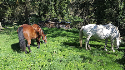 Ferme Equestre Boutonnet Alexandra à Le Bas-Ségala