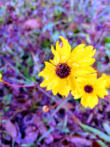 Golf Course «Tampa Palms Golf & Country Club», reviews and photos, 5811 Tampa Palms Blvd, Tampa, FL 33647, USA